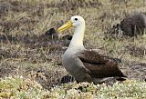 Waved Albatross